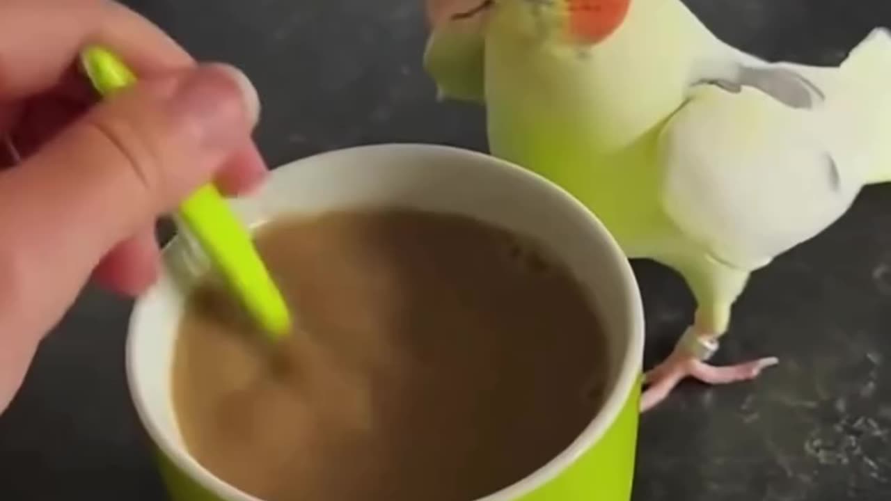 Funniest Parrot Compilation – These Birds Will Make You Cry with Laughter! 😂🦜