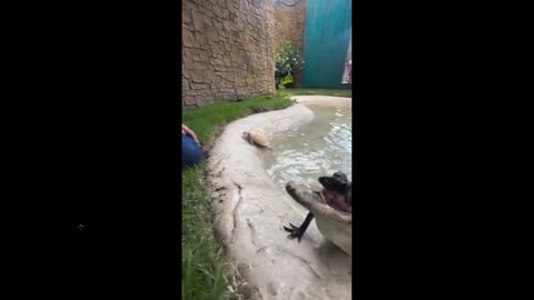 Bet you never saw this: This is what an Alligator looks like with no top jaw.