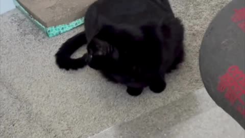 Cute Precious Piper Looks Like a Plush Purse - My Adopted Shelter Cat Vlog #shorts