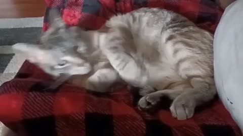 Sleepy Goddess: Cat Blissfully Dozing on Her Side, Paws On Display