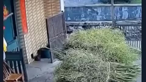 🙈 Poor Bro's Hilarious Misfortune! | FunFM