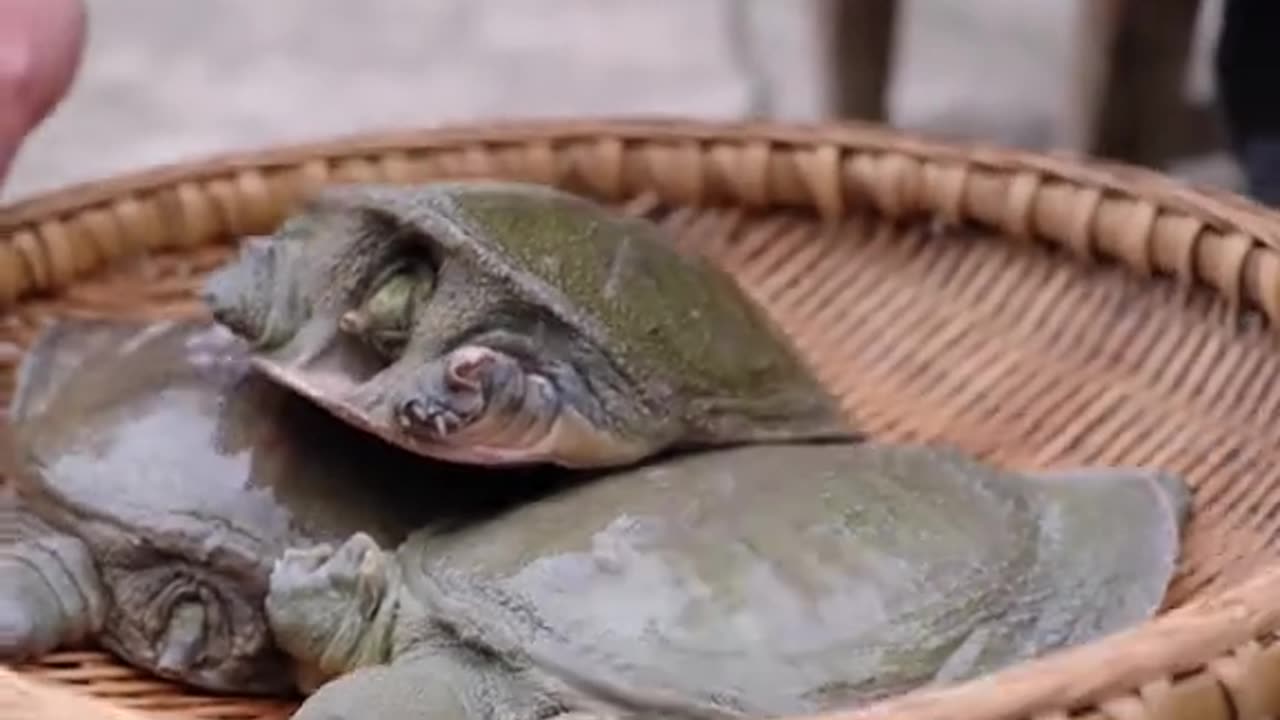Cooking shelled turtle meat