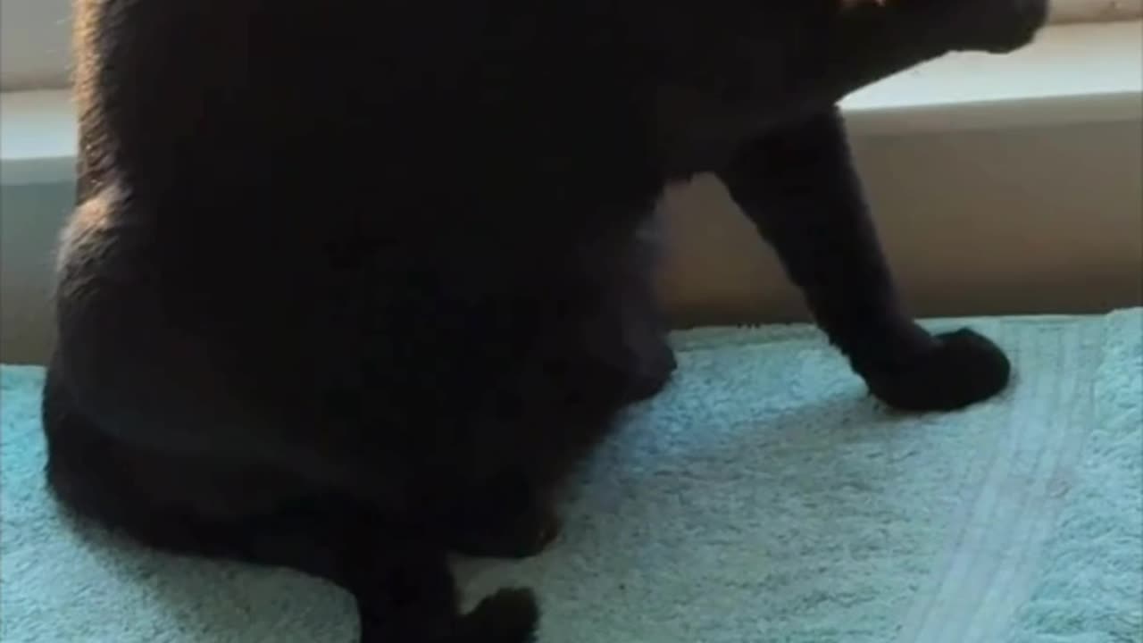 Cute Precious Piper Keeps Herself Clean in Her Spa - Adopting a Cat from a Shelter Vlog #shorts