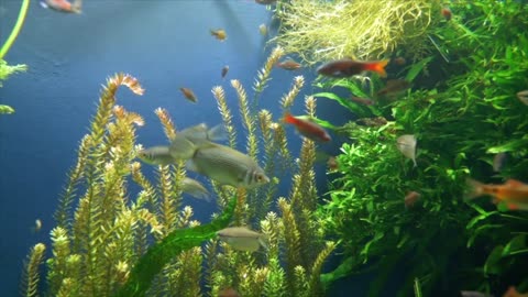 Sleeping Music And Relaxing Fish Swimming