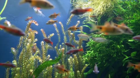 Sleeping Music And Relaxing Fish Swimming
