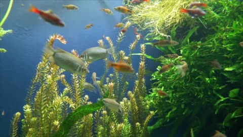 Sleeping Music And Relaxing Fish Swimming