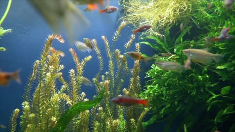 Sleeping Music And Relaxing Fish Swimming
