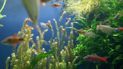 Sleeping Music And Relaxing Fish Swimming