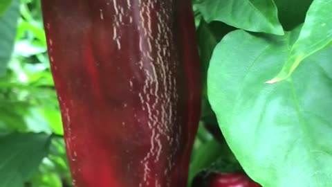 Cracks on capia pepper fruit