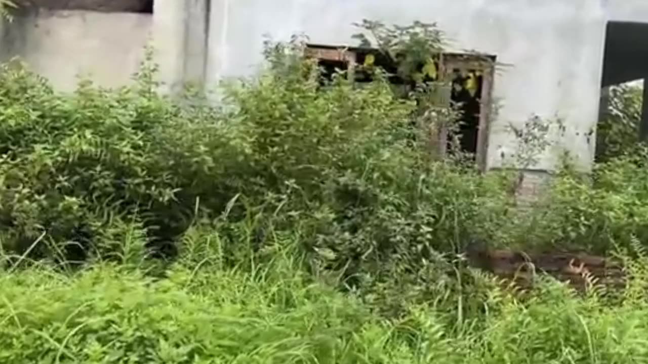 Enjoy the work of clearing weeds and such PART 1