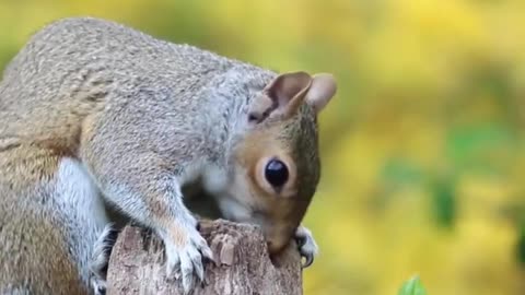 Cute squirrel eating
