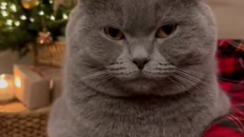 🐱🎄😾 My Grumpy Cat vs. The Christmas Carols… His Reactions Are HILARIOUS 😂✨