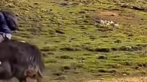 Animals Funny Compilation 🤣😂