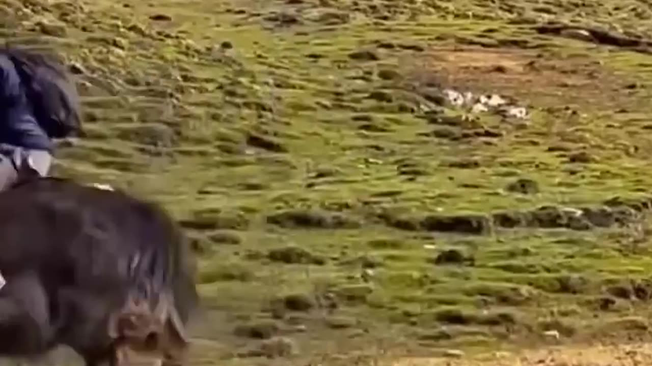 Animals Funny Compilation 🤣😂