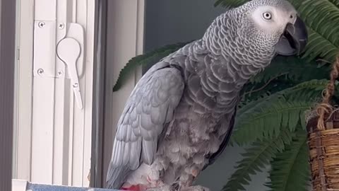 funny parrot fart moment hilarious bird surprise