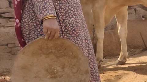 Cow born new baby