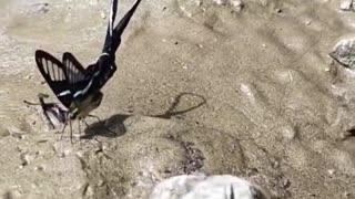 Green Dragon Tail Butterfly, or Lamproptera meges, native to Southeast Asia.