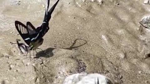 Green Dragon Tail Butterfly, or Lamproptera meges, native to Southeast Asia.