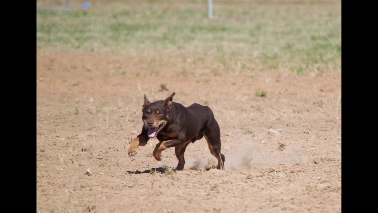 National Kelpie Field Trial Competition 2025, Dirranbandi, Queensland