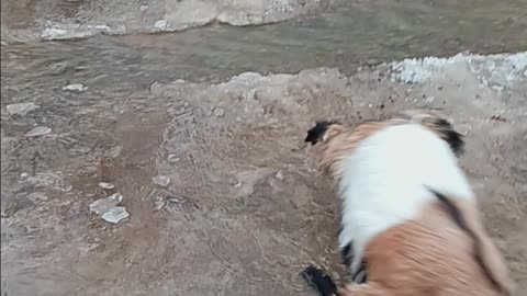 Fainting Goat Fails to Cross Water