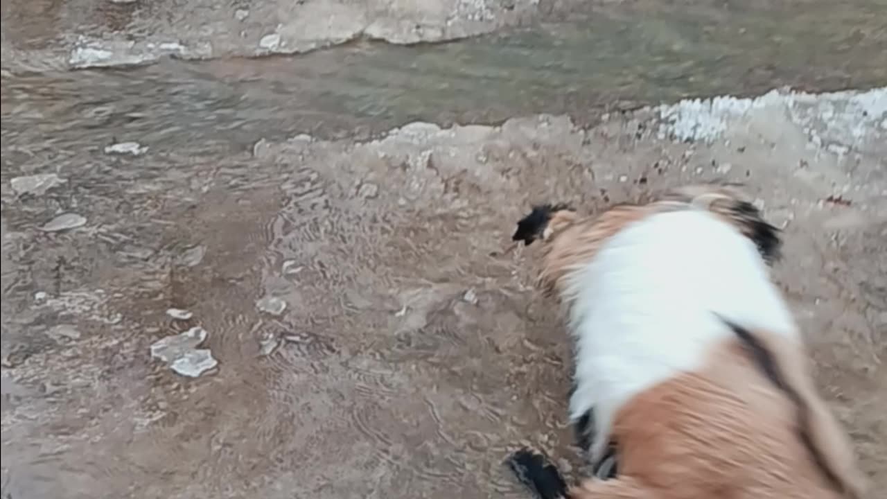 Fainting Goat Fails to Cross Water