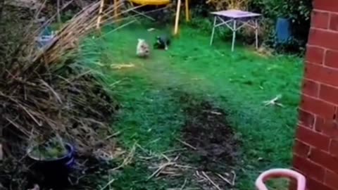 MUST watch to the end