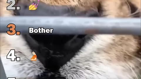 Ranking Best Big Cat Housecats Moments