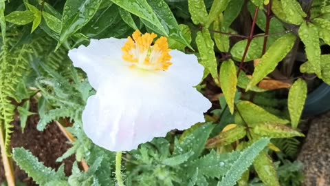 Poppy