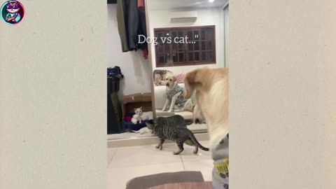 funny_animal_videos
