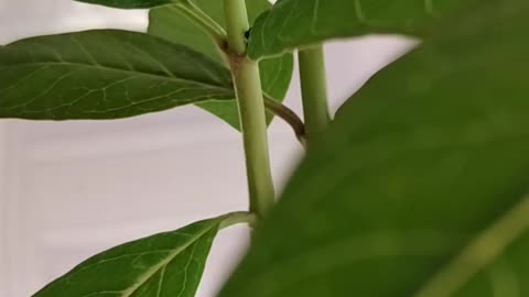Monarch update 5 7 2025