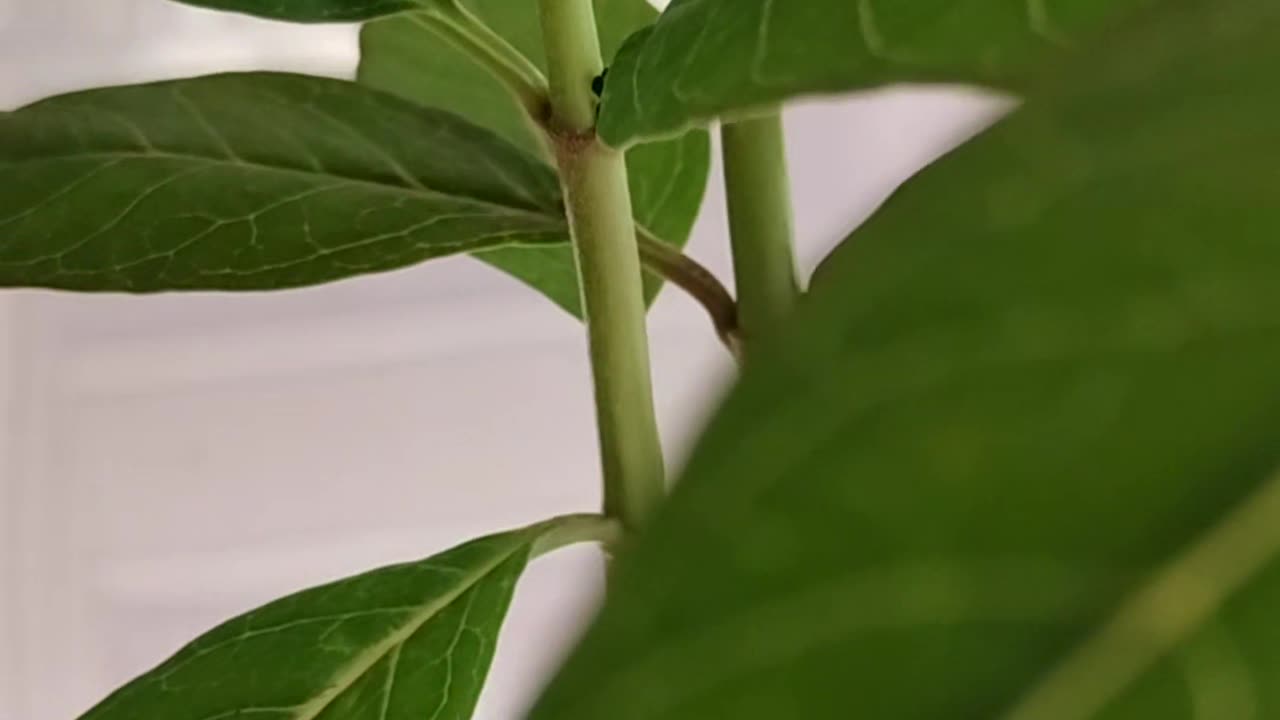 Monarch update 5 7 2025