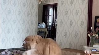 Funny animals