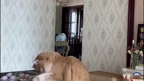 Funny animals