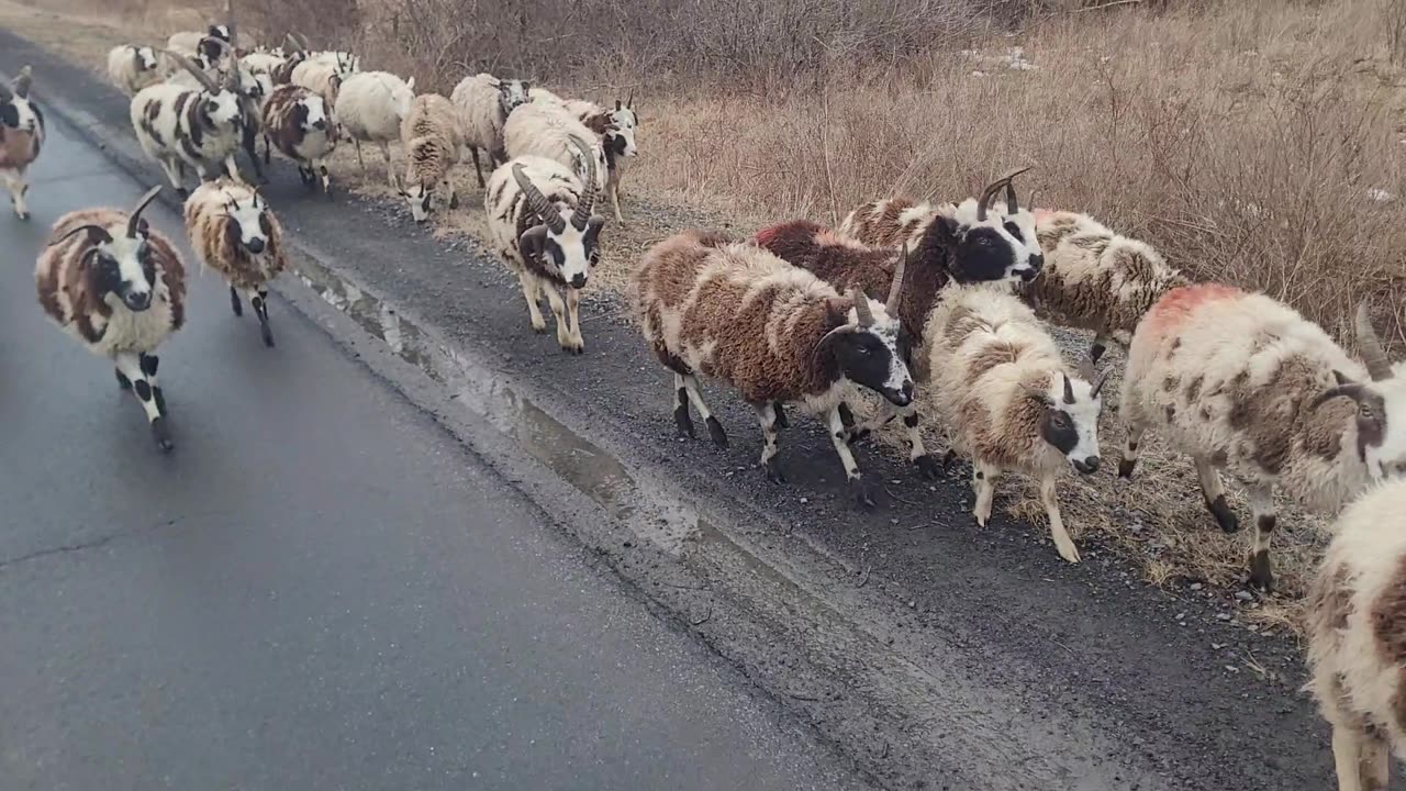 Running Home, 2025 Edition