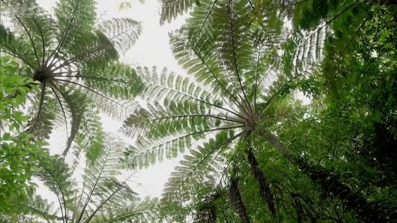 Journeys in Japan 奄美大島・自然の息吹とともに