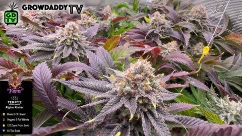 S10 E16 – Week 9 of Flower – Checking Trichomes - Shiskaberry, Chemy Lemmy, Afghan Kosher
