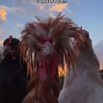 Fun with cock