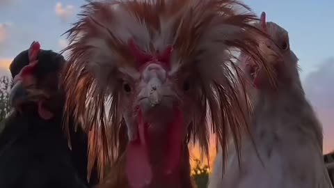 Fun with cock