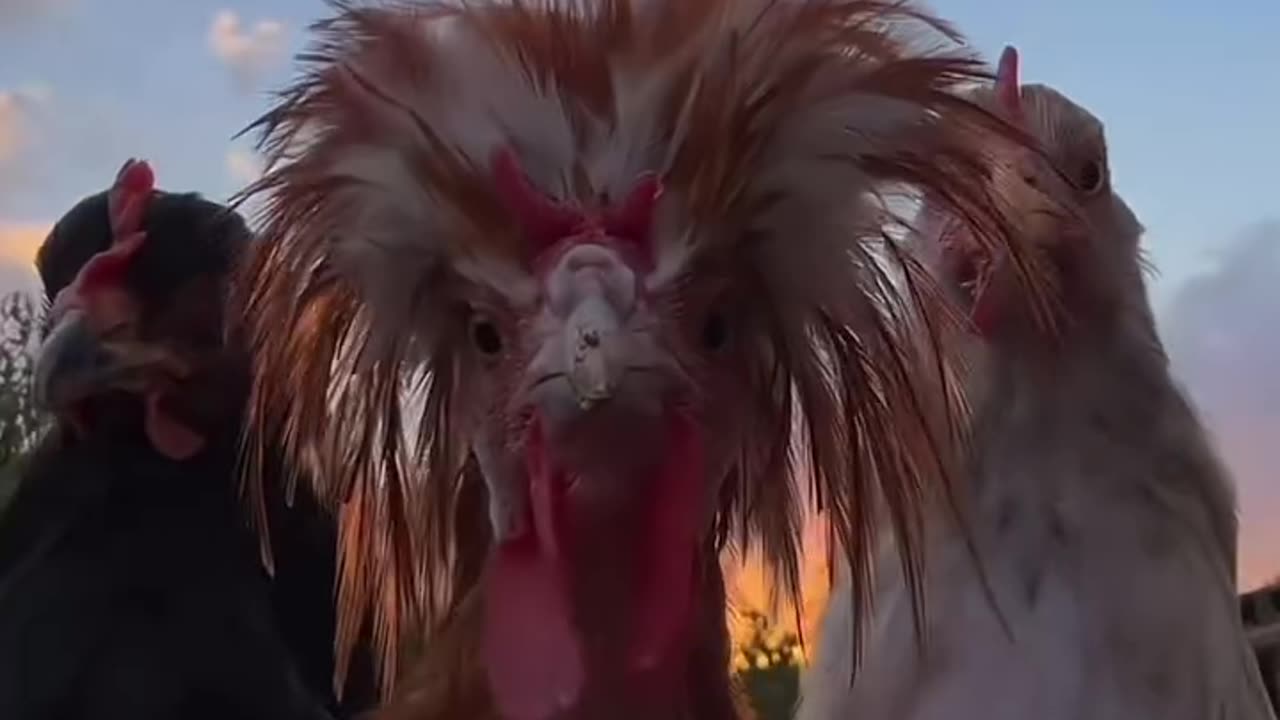 Fun with cock