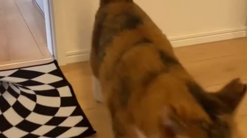 @Funny Scary thing 😱