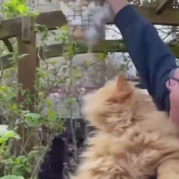 Man Puts Out His Cats Hair For Birds To Make Nests From