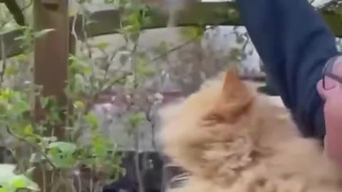 Man Puts Out His Cats Hair For Birds To Make Nests From