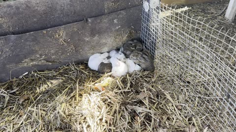 14 BABY BUNNIES 2025-09-07