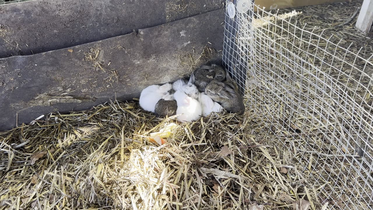 14 BABY BUNNIES 2025-09-07