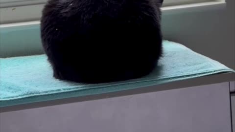 Cute Precious Piper is a Alert Spa Loaf - Adopting a Cat from a Shelter Vlog