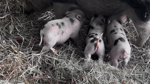 Three little piggies