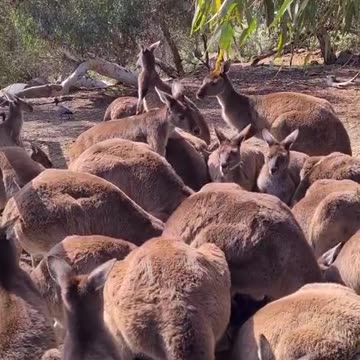 Kangaroo tales only in Australia 🇦🇺