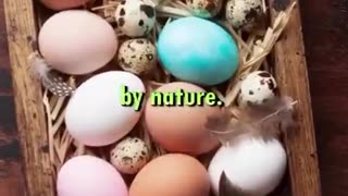 "An Egg Is Literally A Cognitive Multivitamin...It's Postmarked By Nature." Max Lugavere