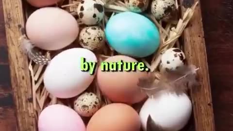 "An Egg Is Literally A Cognitive Multivitamin...It's Postmarked By Nature." Max Lugavere