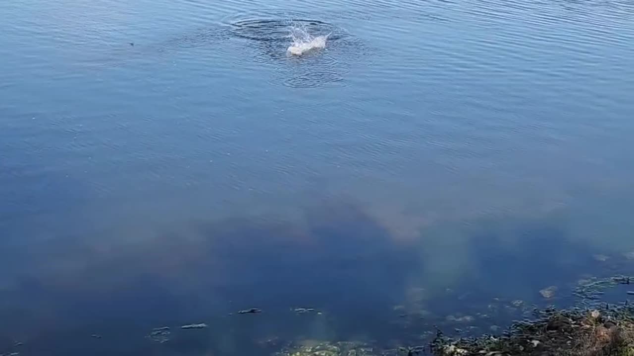 Fish exploded out of the water